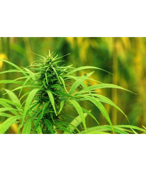 Food to Live Organic Hemp Protein Powder, 1 Pound — 50% Protein, Non-GMO, Non-Irradiated, Pure, Kosher, Vegan Superfood, Rich in Iron and Fiber