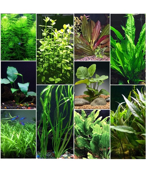 Florida 10 Species Live Aquarium Plants Bundle