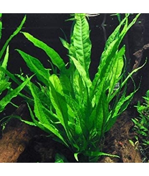 Florida 10 Species Live Aquarium Plants Bundle