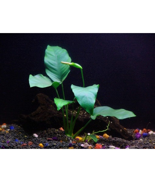 Florida 10 Species Live Aquarium Plants Bundle