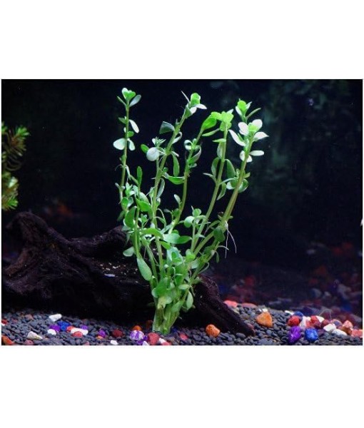 Florida 10 Species Live Aquarium Plants Bundle