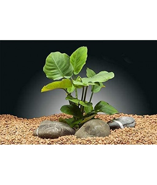 Florida 10 Species Live Aquarium Plants Bundle