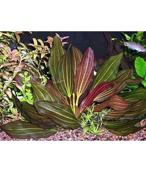 Florida 10 Species Live Aquarium Plants Bundle