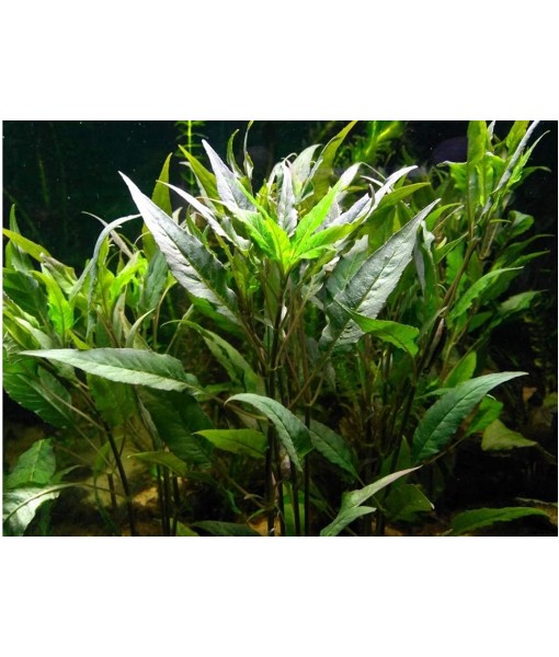 Florida 10 Species Live Aquarium Plants Bundle