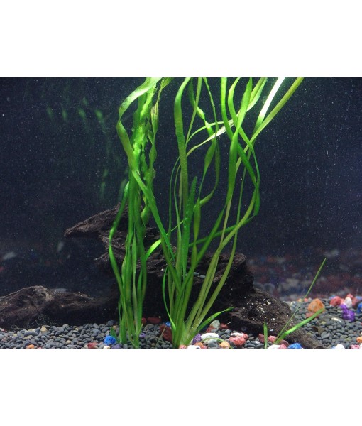 Florida 10 Species Live Aquarium Plants Bundle