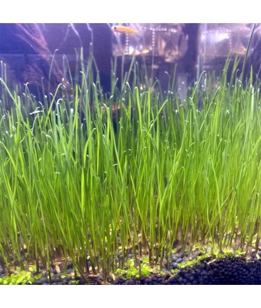 Aquarium Plant S.e,e,ds. not Fish Tank Aritificial Plastic Plant,10gram Mini-Leaf+8grame Long Hair Grass Fresh Water Carpet Decor