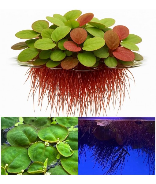 10 Plus Red Root Floater Plants Phyllanthus fluitans Floating Pond Plant Live Aquarium Floating Plants Create Shade and Hiding for Your Fish and Other inhabitants