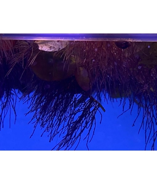 10 Plus Red Root Floater Plants Phyllanthus fluitans Floating Pond Plant Live Aquarium Floating Plants Create Shade and Hiding for Your Fish and Other inhabitants