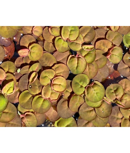 10 Plus Red Root Floater Plants Phyllanthus fluitans Floating Pond Plant Live Aquarium Floating Plants Create Shade and Hiding for Your Fish and Other inhabitants