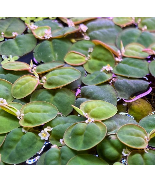 10 Plus Red Root Floater Plants Phyllanthus fluitans Floating Pond Plant Live Aquarium Floating Plants Create Shade and Hiding for Your Fish and Other inhabitants