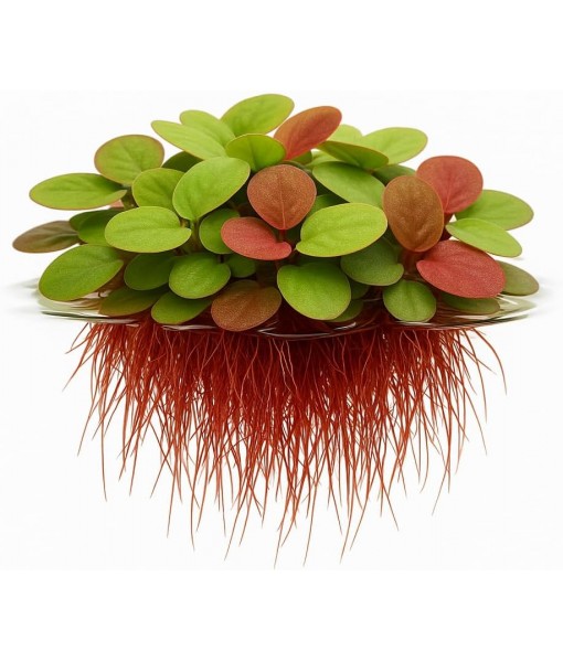 10 Plus Red Root Floater Plants Phyllanthus fluitans Floating Pond Plant Live Aquarium Floating Plants Create Shade and Hiding for Your Fish and Other inhabitants