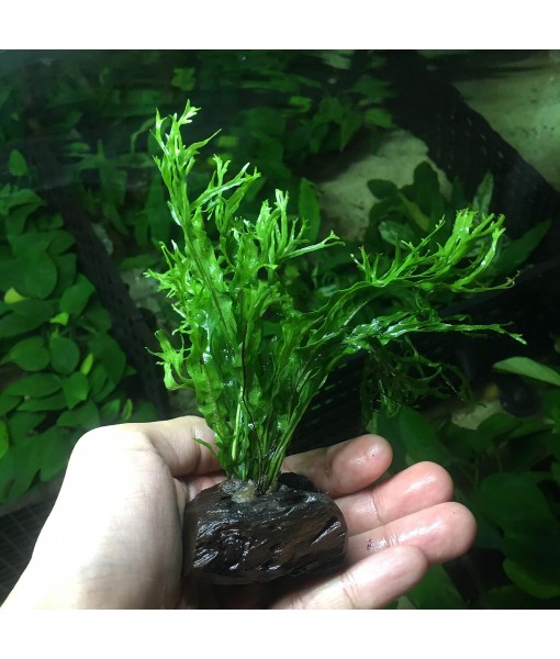 Anubias, Java Fern, Moss and more! Freshwater Live Aquarium Plants on Driftwood for Aquatic Tropical Fish Tank Decorations - Easy for Beginner by Greenpro (Java Fern Windelov)