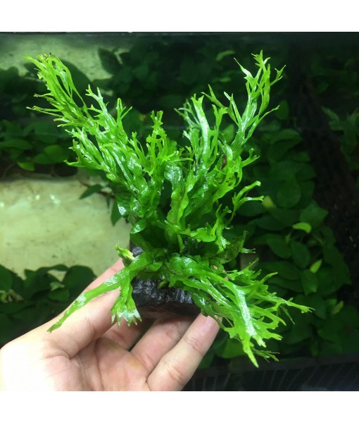 Anubias, Java Fern, Moss and more! Freshwater Live Aquarium Plants on Driftwood for Aquatic Tropical Fish Tank Decorations - Easy for Beginner by Greenpro (Java Fern Windelov)