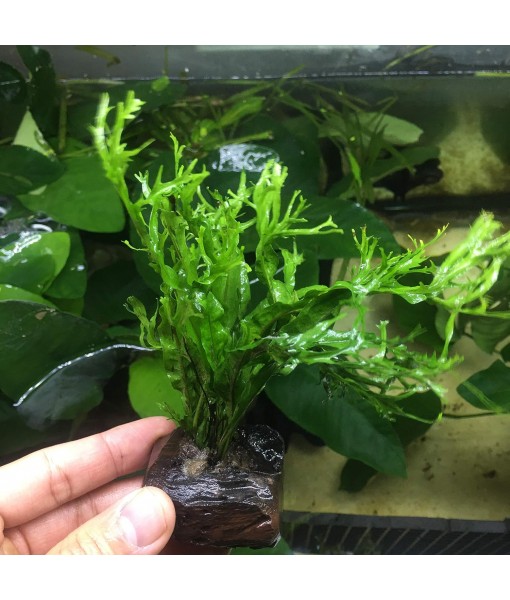 Anubias, Java Fern, Moss and more! Freshwater Live Aquarium Plants on Driftwood for Aquatic Tropical Fish Tank Decorations - Easy for Beginner by Greenpro (Java Fern Windelov)