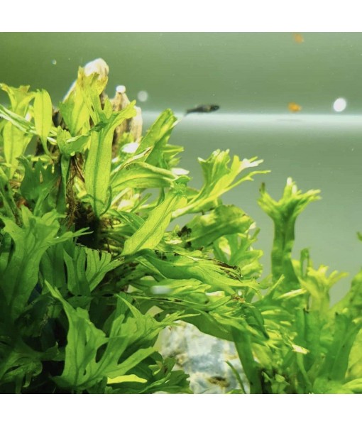 Anubias, Java Fern, Moss and more! Freshwater Live Aquarium Plants on Driftwood for Aquatic Tropical Fish Tank Decorations - Easy for Beginner by Greenpro (Java Fern Windelov)