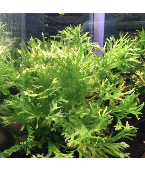 Anubias, Java Fern, Moss and more! Freshwater Live Aquarium Plants on Driftwood for Aquatic Tropical Fish Tank Decorations - Easy for Beginner by Greenpro (Java Fern Windelov)