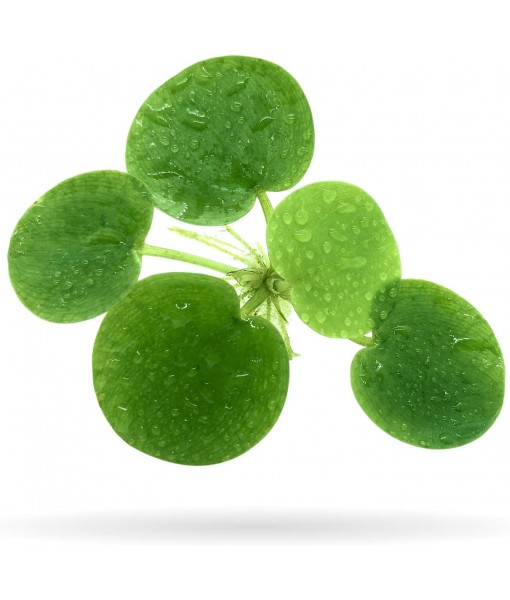 20+ Leaves  Frogbit (+ Bonus Plant) Live Floating Plant for Aquarium (Limnobium Laevigatum) by Aquarigram