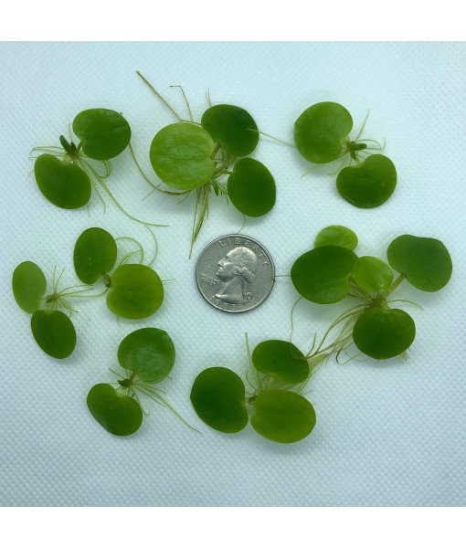 20+ Leaves  Frogbit (+ Bonus Plant) Live Floating Plant for Aquarium (Limnobium Laevigatum) by Aquarigram