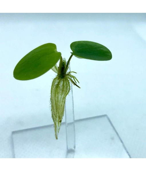 20+ Leaves  Frogbit (+ Bonus Plant) Live Floating Plant for Aquarium (Limnobium Laevigatum) by Aquarigram