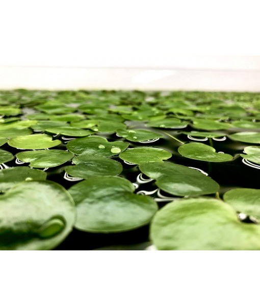 20+ Leaves  Frogbit (+ Bonus Plant) Live Floating Plant for Aquarium (Limnobium Laevigatum) by Aquarigram