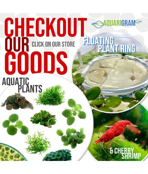 20+ Leaves  Frogbit (+ Bonus Plant) Live Floating Plant for Aquarium (Limnobium Laevigatum) by Aquarigram