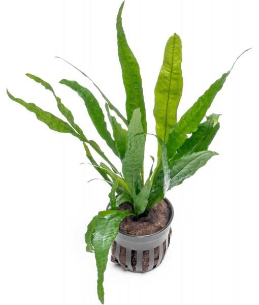 Live Plants - Microsorum Pteropus ‘Narrow’ (Microsorum pteropus) - Low to Medium Light, Deep Green Accent Aquatic Epiphytic Plant, Midground to Background Placement - Pot, 1 Pack