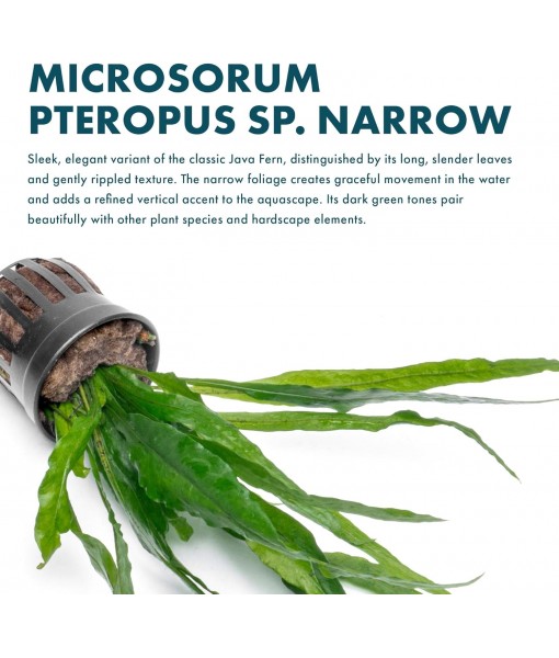 Live Plants - Microsorum Pteropus ‘Narrow’ (Microsorum pteropus) - Low to Medium Light, Deep Green Accent Aquatic Epiphytic Plant, Midground to Background Placement - Pot, 1 Pack