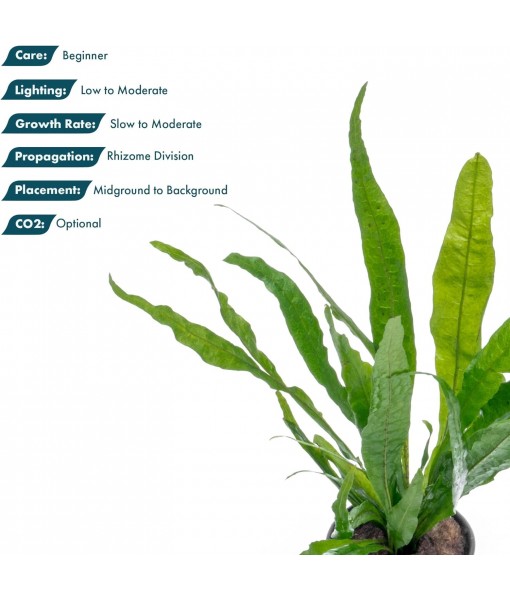 Live Plants - Microsorum Pteropus ‘Narrow’ (Microsorum pteropus) - Low to Medium Light, Deep Green Accent Aquatic Epiphytic Plant, Midground to Background Placement - Pot, 1 Pack