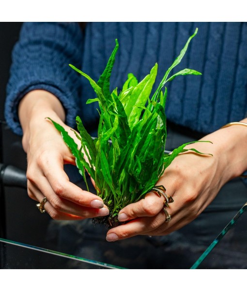 Live Plants - Microsorum Pteropus ‘Narrow’ (Microsorum pteropus) - Low to Medium Light, Deep Green Accent Aquatic Epiphytic Plant, Midground to Background Placement - Pot, 1 Pack