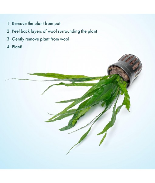 Live Plants - Microsorum Pteropus ‘Narrow’ (Microsorum pteropus) - Low to Medium Light, Deep Green Accent Aquatic Epiphytic Plant, Midground to Background Placement - Pot, 1 Pack