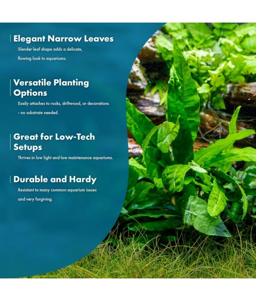 Live Plants - Microsorum Pteropus ‘Narrow’ (Microsorum pteropus) - Low to Medium Light, Deep Green Accent Aquatic Epiphytic Plant, Midground to Background Placement - Pot, 1 Pack