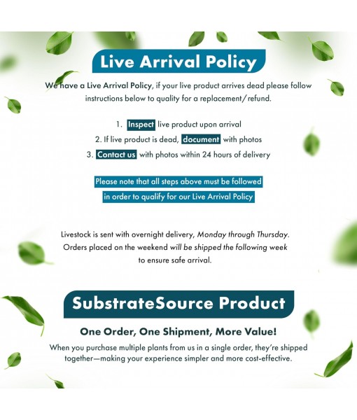 Live Plants - Microsorum Pteropus ‘Narrow’ (Microsorum pteropus) - Low to Medium Light, Deep Green Accent Aquatic Epiphytic Plant, Midground to Background Placement - Pot, 1 Pack