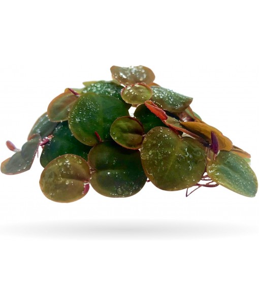 30+ Leaves Red Root Floaters (+ Bonus Plant) Live Floating Plants for Aquarium (Phyllanthus Fluitans)…