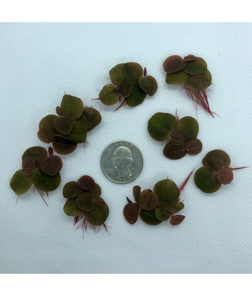 30+ Leaves Red Root Floaters (+ Bonus Plant) Live Floating Plants for Aquarium (Phyllanthus Fluitans)…