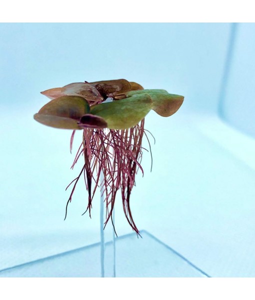 30+ Leaves Red Root Floaters (+ Bonus Plant) Live Floating Plants for Aquarium (Phyllanthus Fluitans)…