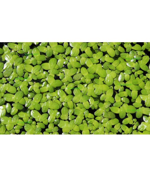 Duckweed (Lemna Minor) - 100/200/500 Live Plants (500) by Aqua Habit