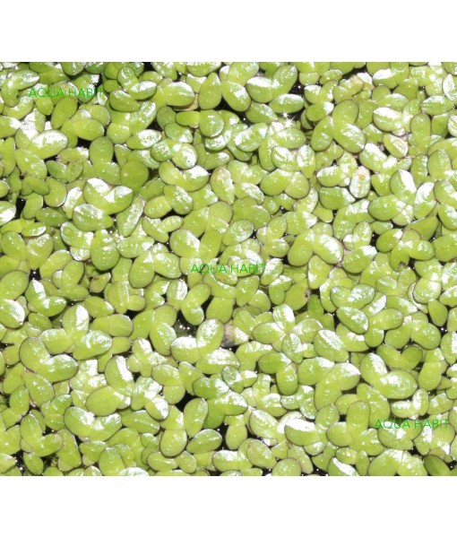 Duckweed (Lemna Minor) - 100/200/500 Live Plants (500) by Aqua Habit