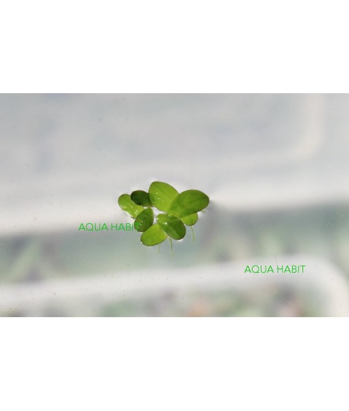 Duckweed (Lemna Minor) - 100/200/500 Live Plants (500) by Aqua Habit
