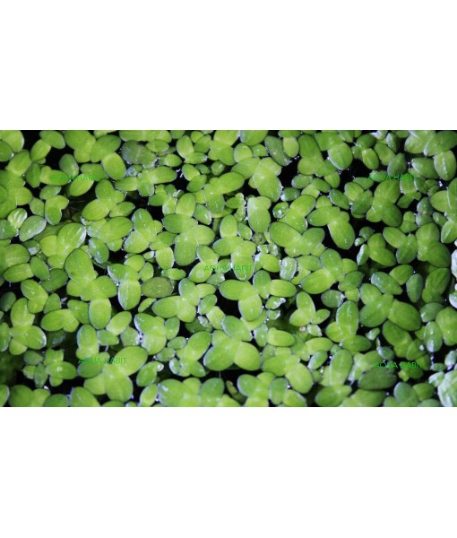 Duckweed (Lemna Minor) - 100/200/500 Live Plants (500) by Aqua Habit