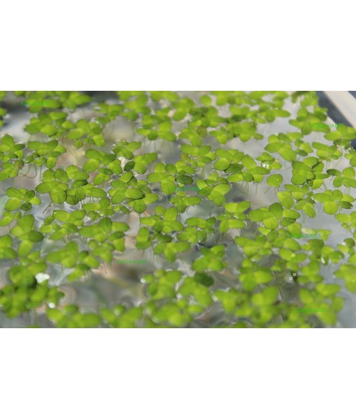 Duckweed (Lemna Minor) - 100/200/500 Live Plants (500) by Aqua Habit
