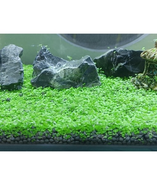 4 Pack Aquarium Plant S.e.e.ds, no Artificial Plastic Plant, Fish Tank Live Grass for All Substrate (0.36ozTiny+0.36oz Long+0.36oz Short+0.36oz Big Dual) ZQV-005