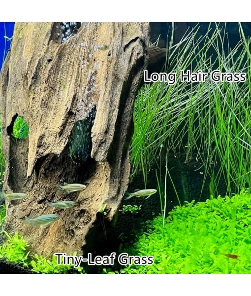 3 Aquarium Plants Set, (0.36ozTiny+0.36oz Long+0.36oz Short) Fresh Water Replacement for artificial, not Plastic, 3 types (0.36ozTiny+0.36oz Long+0.36oz Short) 28ABC, Green