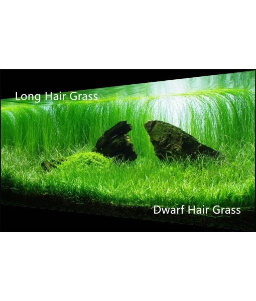 3 Aquarium Plants Set, (0.36ozTiny+0.36oz Long+0.36oz Short) Fresh Water Replacement for artificial, not Plastic, 3 types (0.36ozTiny+0.36oz Long+0.36oz Short) 28ABC, Green