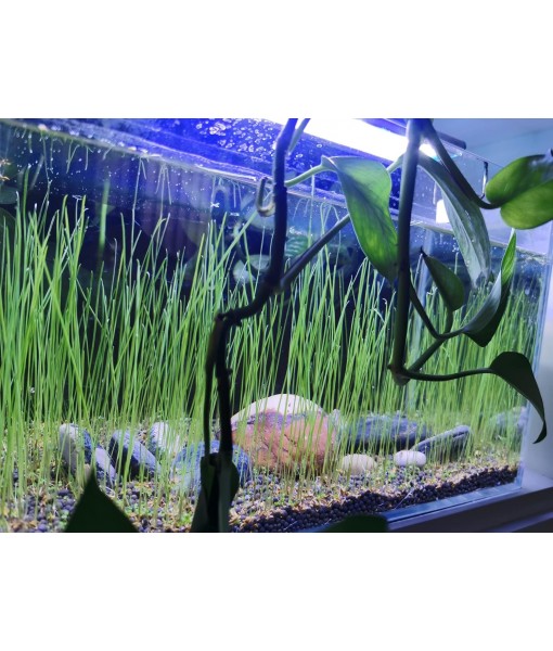 3 Aquarium Plants Set, (0.36ozTiny+0.36oz Long+0.36oz Short) Fresh Water Replacement for artificial, not Plastic, 3 types (0.36ozTiny+0.36oz Long+0.36oz Short) 28ABC, Green