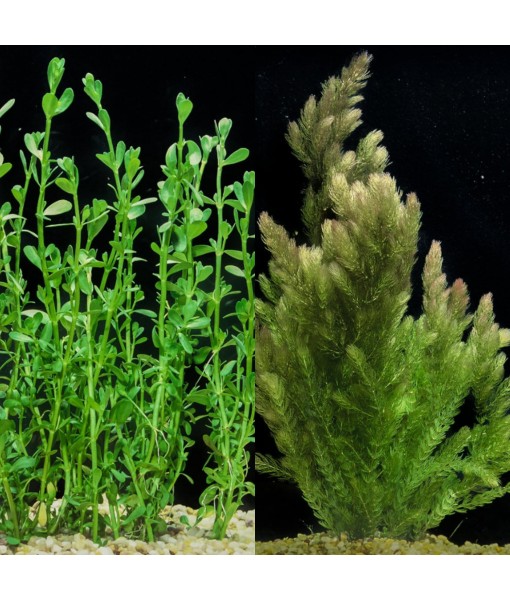 Bacopa Monnieri and Hornwort Aquarium Plant Bundle- Live Freshwater Plant for Aquascaping, Low Maintenance, Easy Beginner-Friendly Decor for Fish Tank Decoration