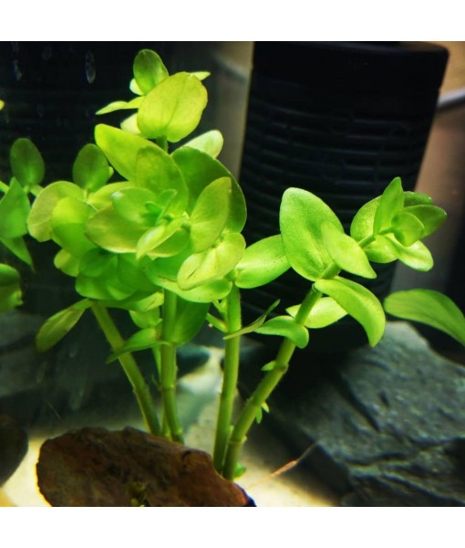 Bacopa Monnieri and Hornwort Aquarium Plant Bundle- Live Freshwater Plant for Aquascaping, Low Maintenance, Easy Beginner-Friendly Decor for Fish Tank Decoration