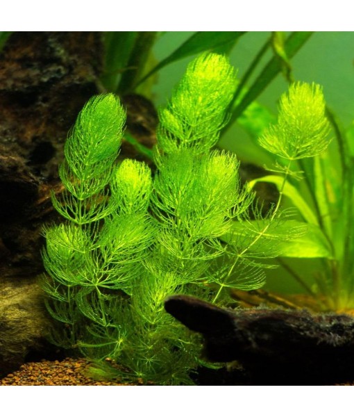 Bacopa Monnieri and Hornwort Aquarium Plant Bundle- Live Freshwater Plant for Aquascaping, Low Maintenance, Easy Beginner-Friendly Decor for Fish Tank Decoration