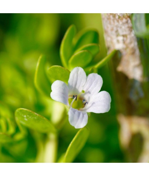 Bacopa Monnieri and Hornwort Aquarium Plant Bundle- Live Freshwater Plant for Aquascaping, Low Maintenance, Easy Beginner-Friendly Decor for Fish Tank Decoration