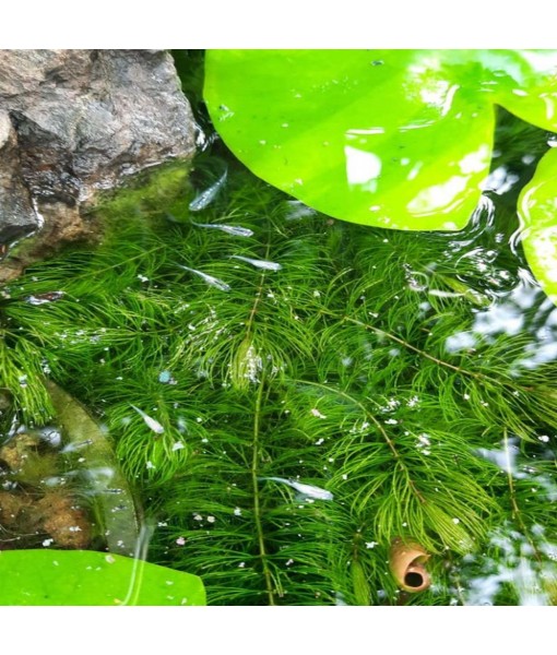 Bacopa Monnieri and Hornwort Aquarium Plant Bundle- Live Freshwater Plant for Aquascaping, Low Maintenance, Easy Beginner-Friendly Decor for Fish Tank Decoration