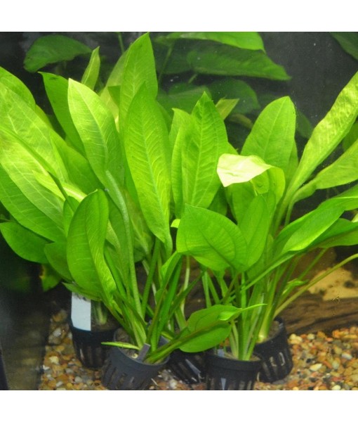 Sword - Echinodorus Bleheri x3 Plants - Live Aquarium Plant